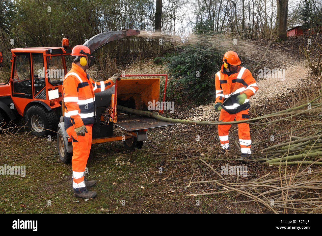 shredding wood Stock Photo 76330747 Alamy