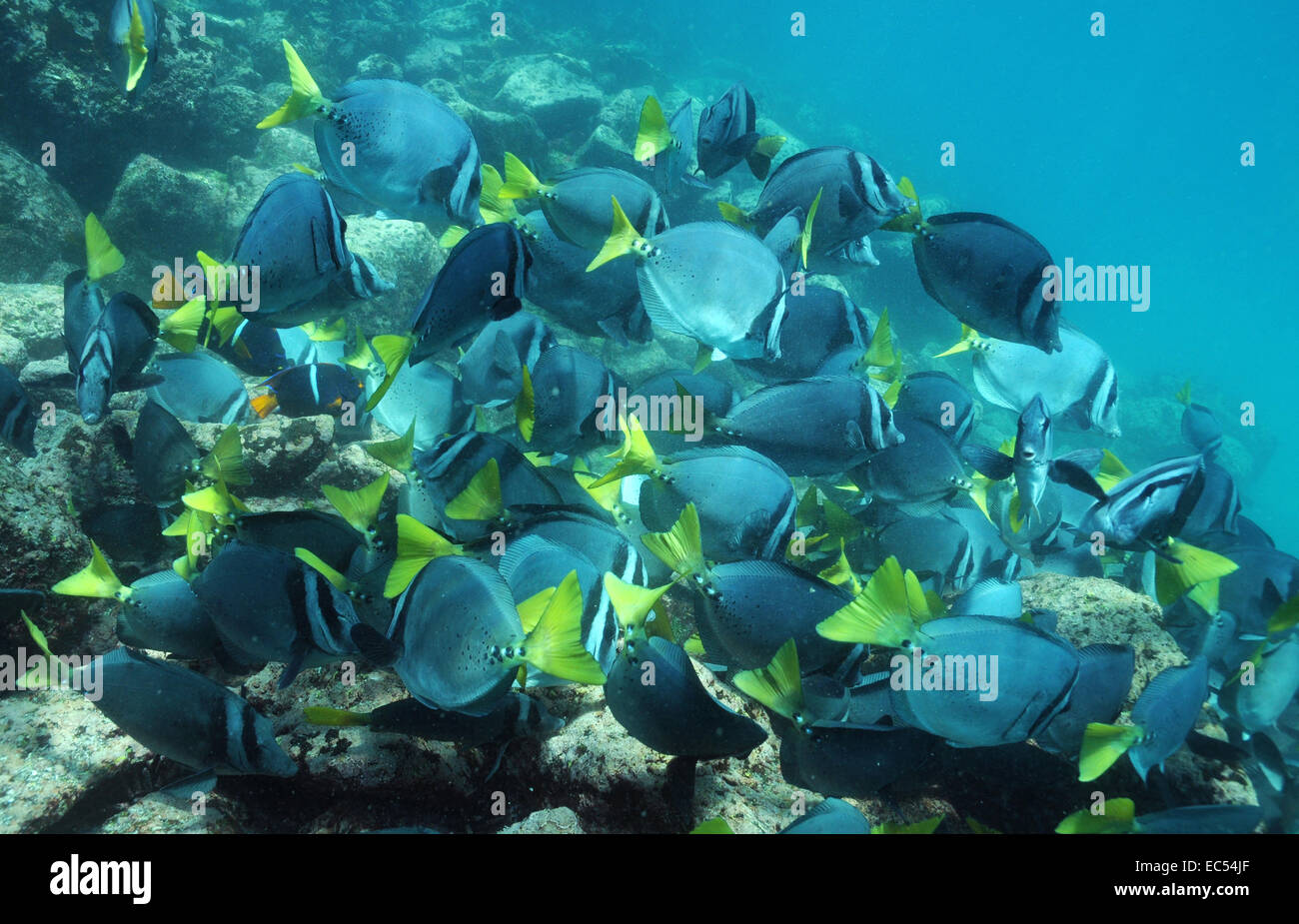 Doctor fish hi-res stock photography and images - Alamy