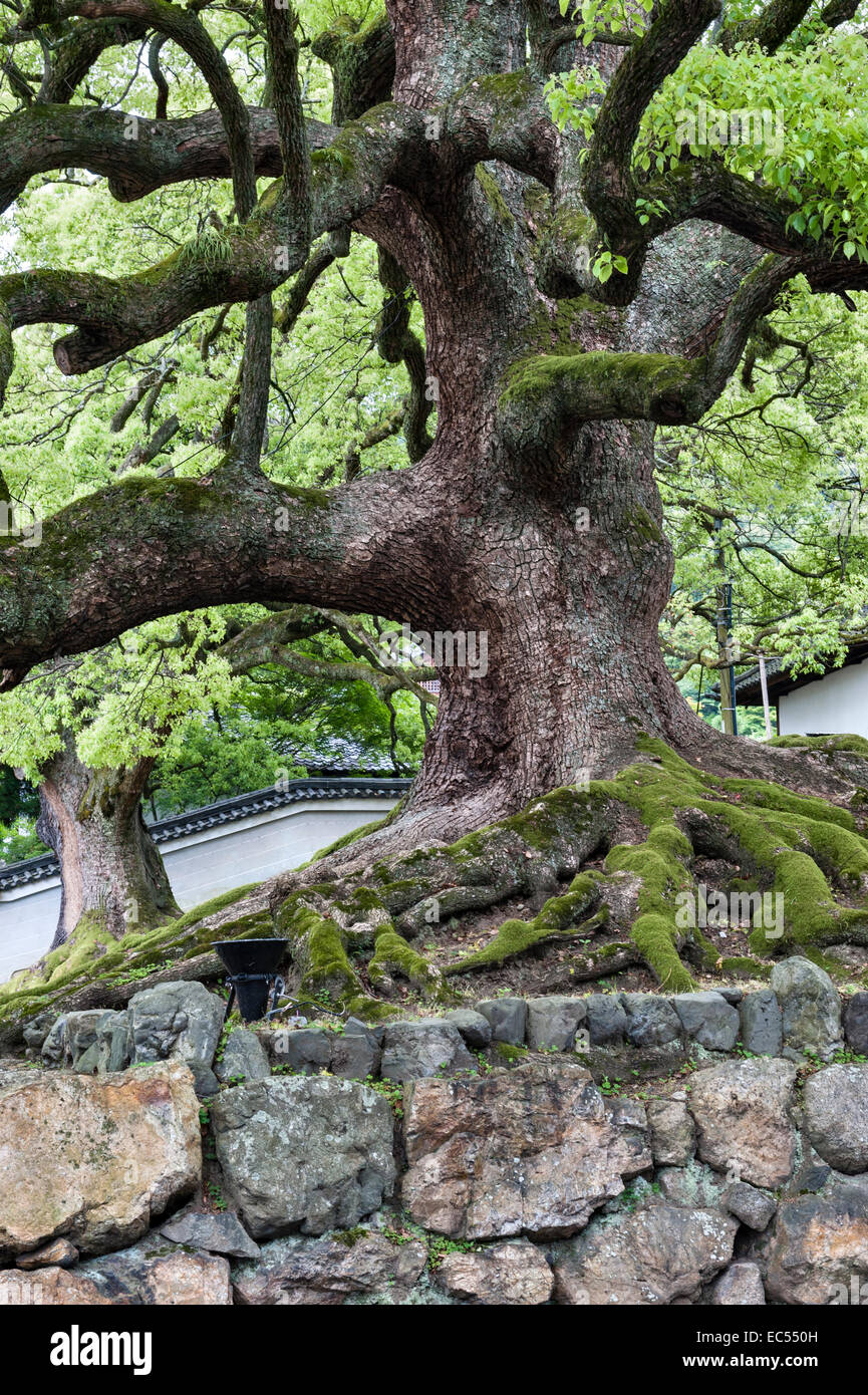 An ancient camphor tree (cinnamomum camphora, or kusunoki) stands outside a temple in the Nanzen-ji temple complex, Kyoto, Japan Stock Photo