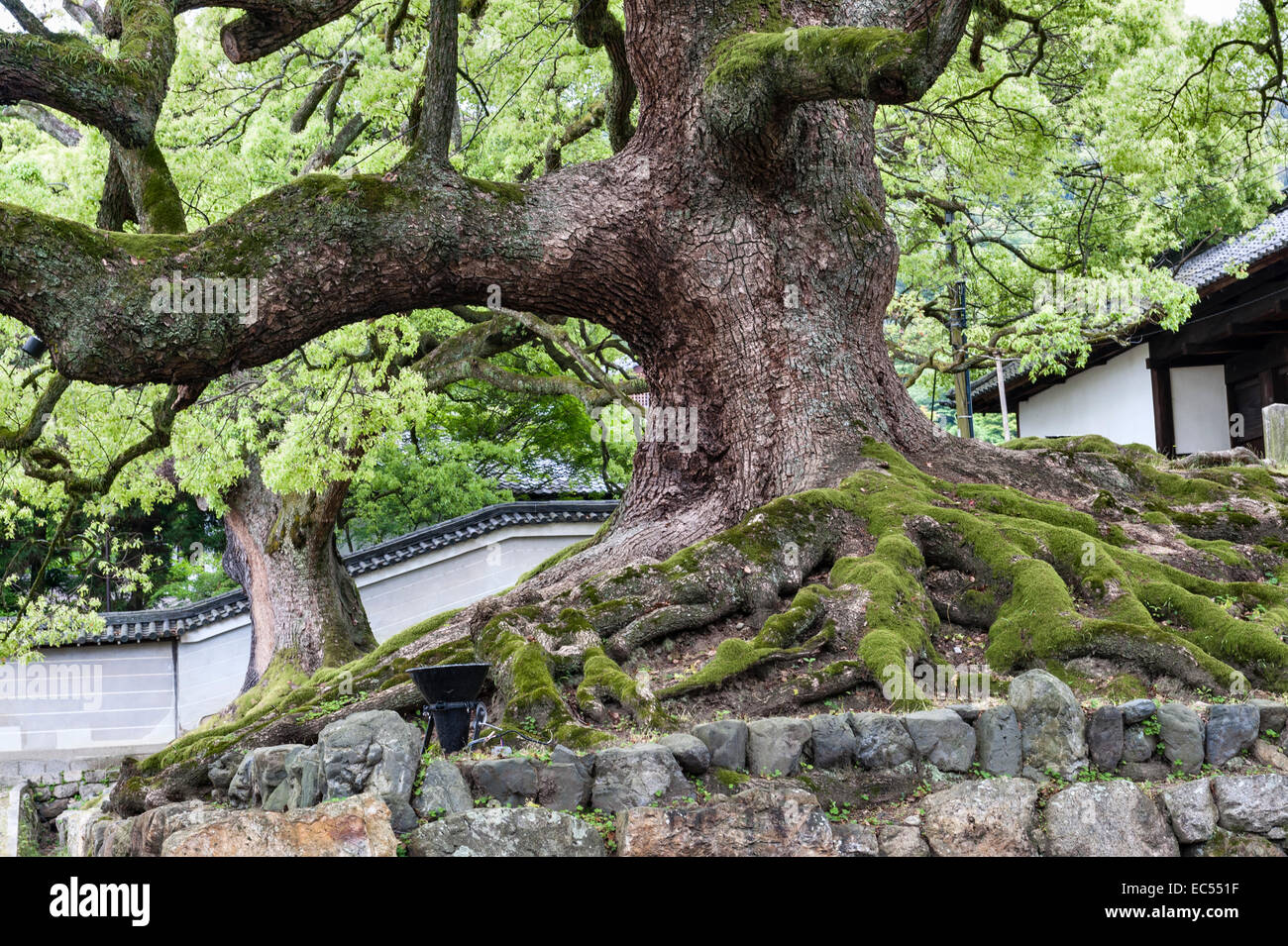 An ancient camphor tree (cinnamomum camphora, or kusunoki) stands outside a temple in the Nanzen-ji temple complex, Kyoto, Japan Stock Photo