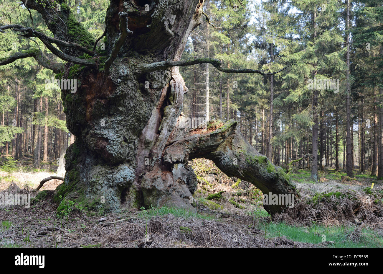 Old gnarled and mossy oak hi-res stock photography and images - Alamy