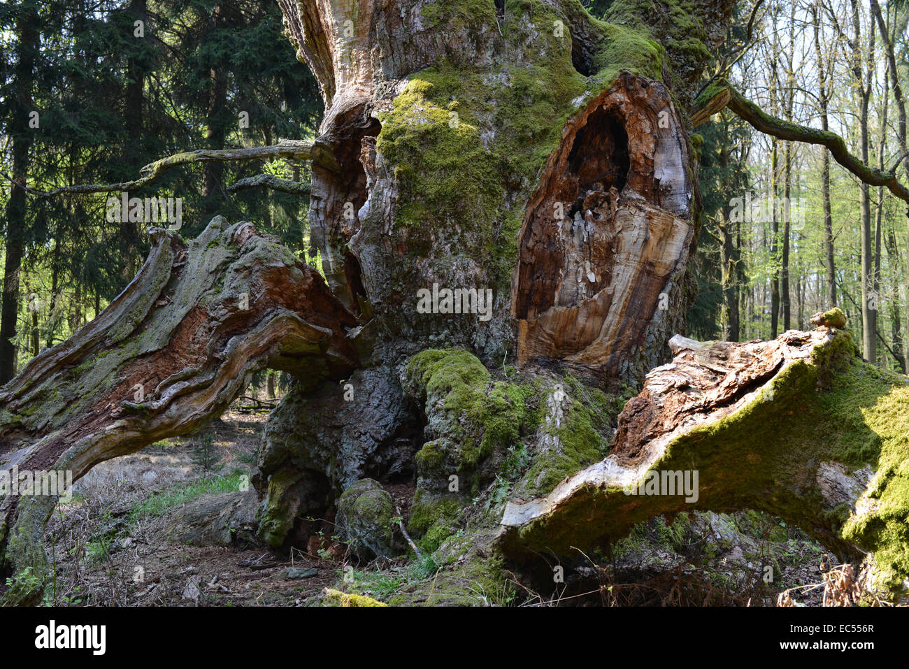 Old gnarled and mossy oak hi-res stock photography and images - Alamy