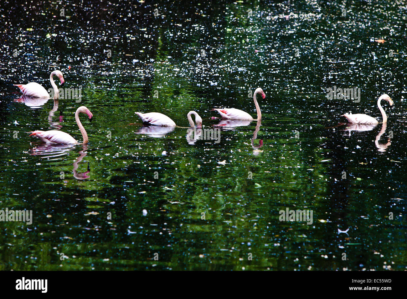 five flamingos (flamingoes) swim on a dark green lake in the forest Stock Photo