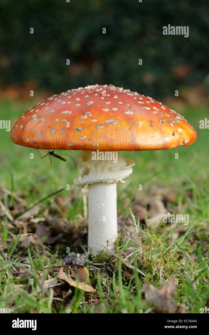 Fly agaric mushroom with a crane fly, red cap fungus with white spots found on the village green Stock Photo