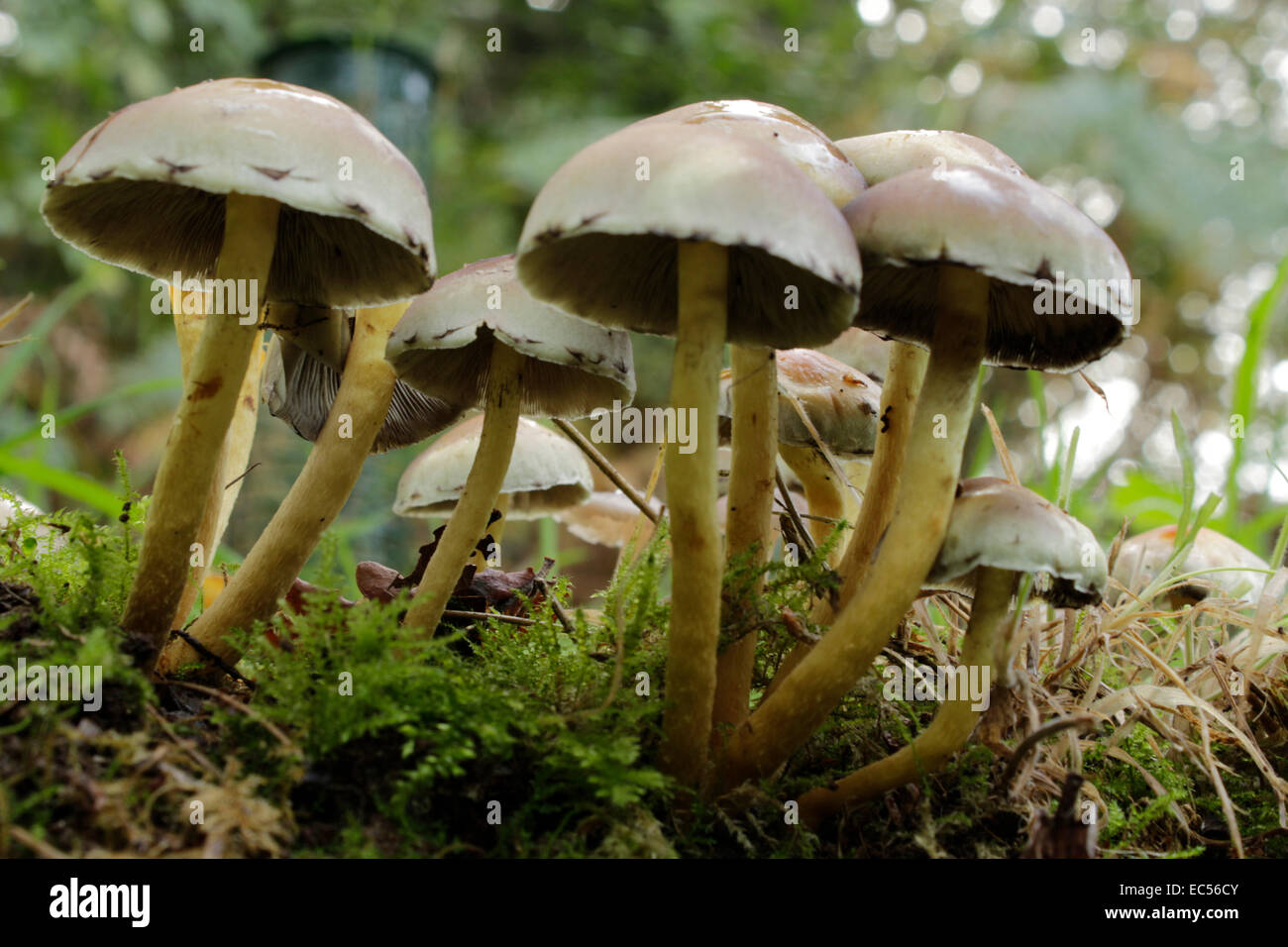 Woodland mushrooms, tiny toadstools on a mossy log close up woodland scene Stock Photo