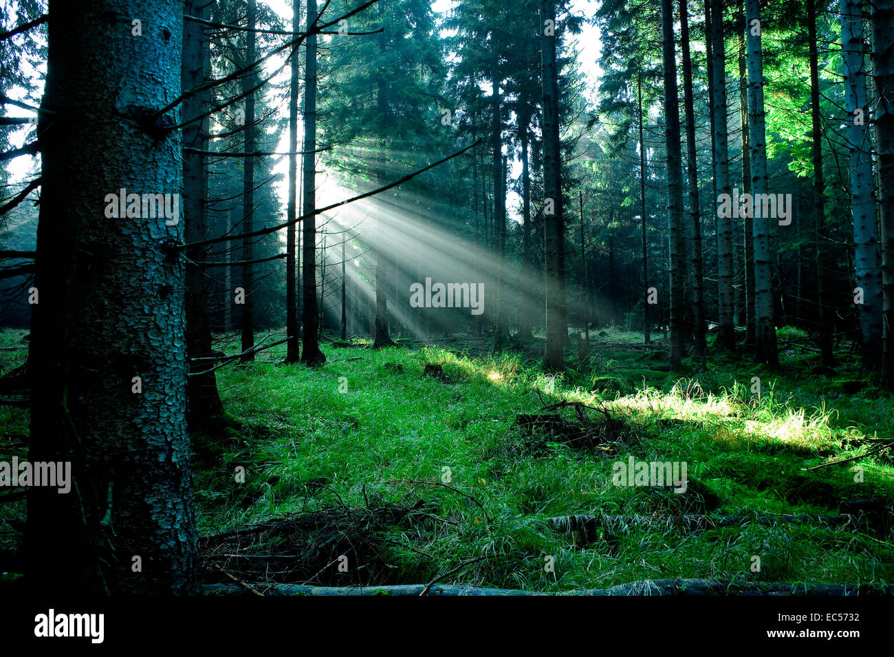 foggy forest at the morning at autumn Stock Photo - Alamy