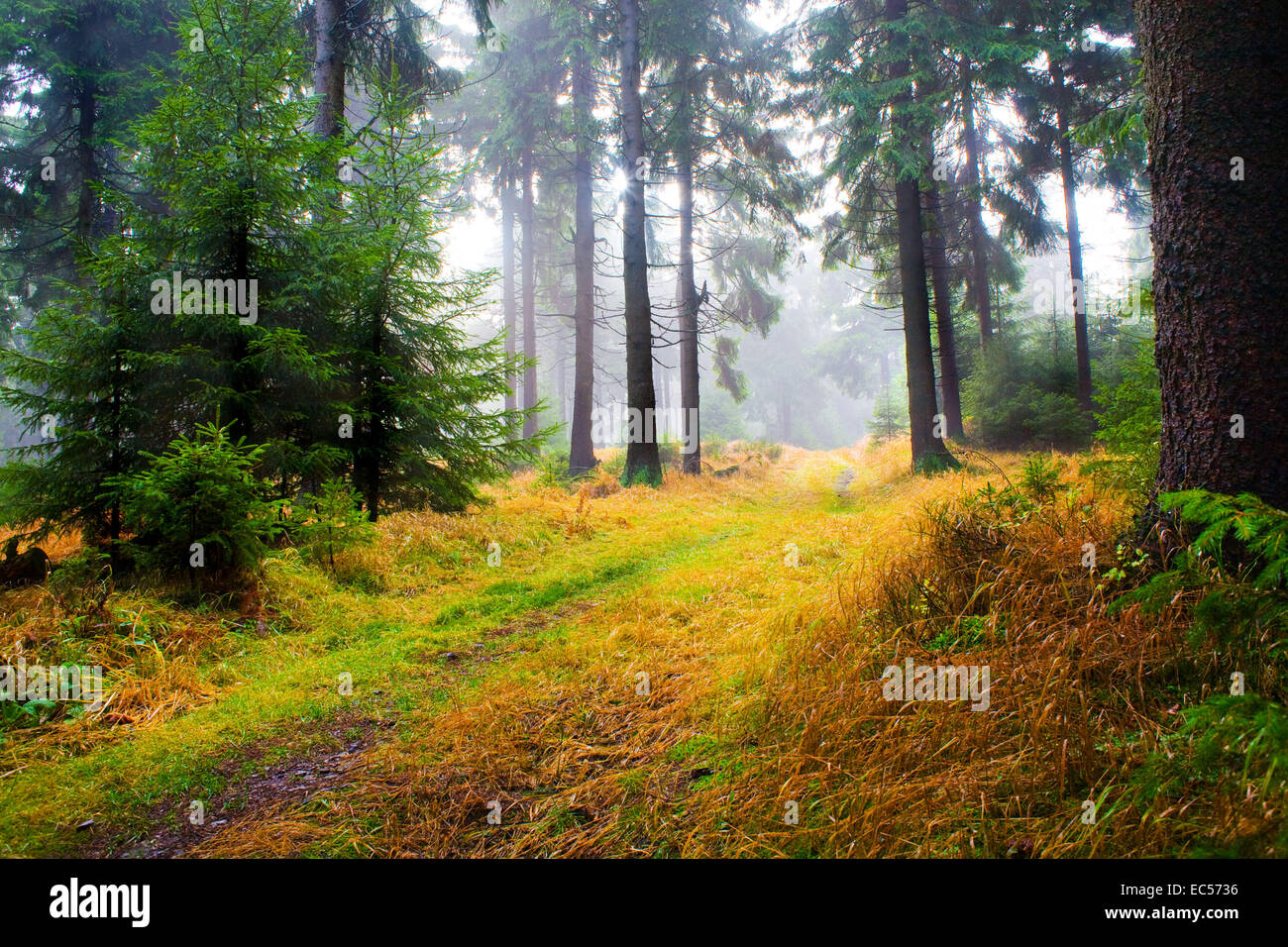 the autumn forest scene The foggy woods Stock Photo - Alamy
