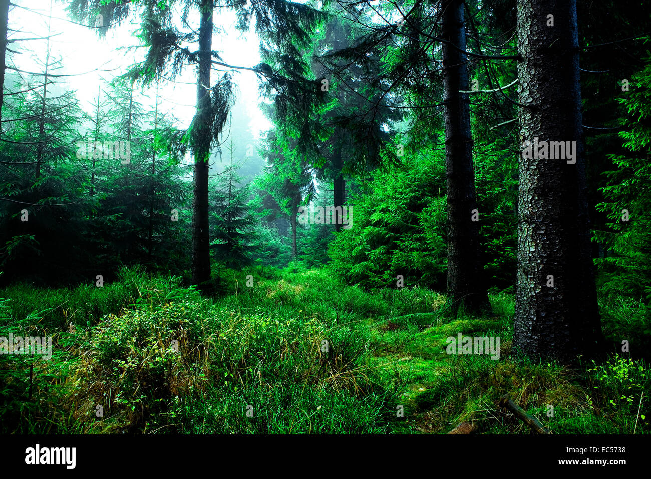 foggy forest at the morning at autumn Stock Photo - Alamy