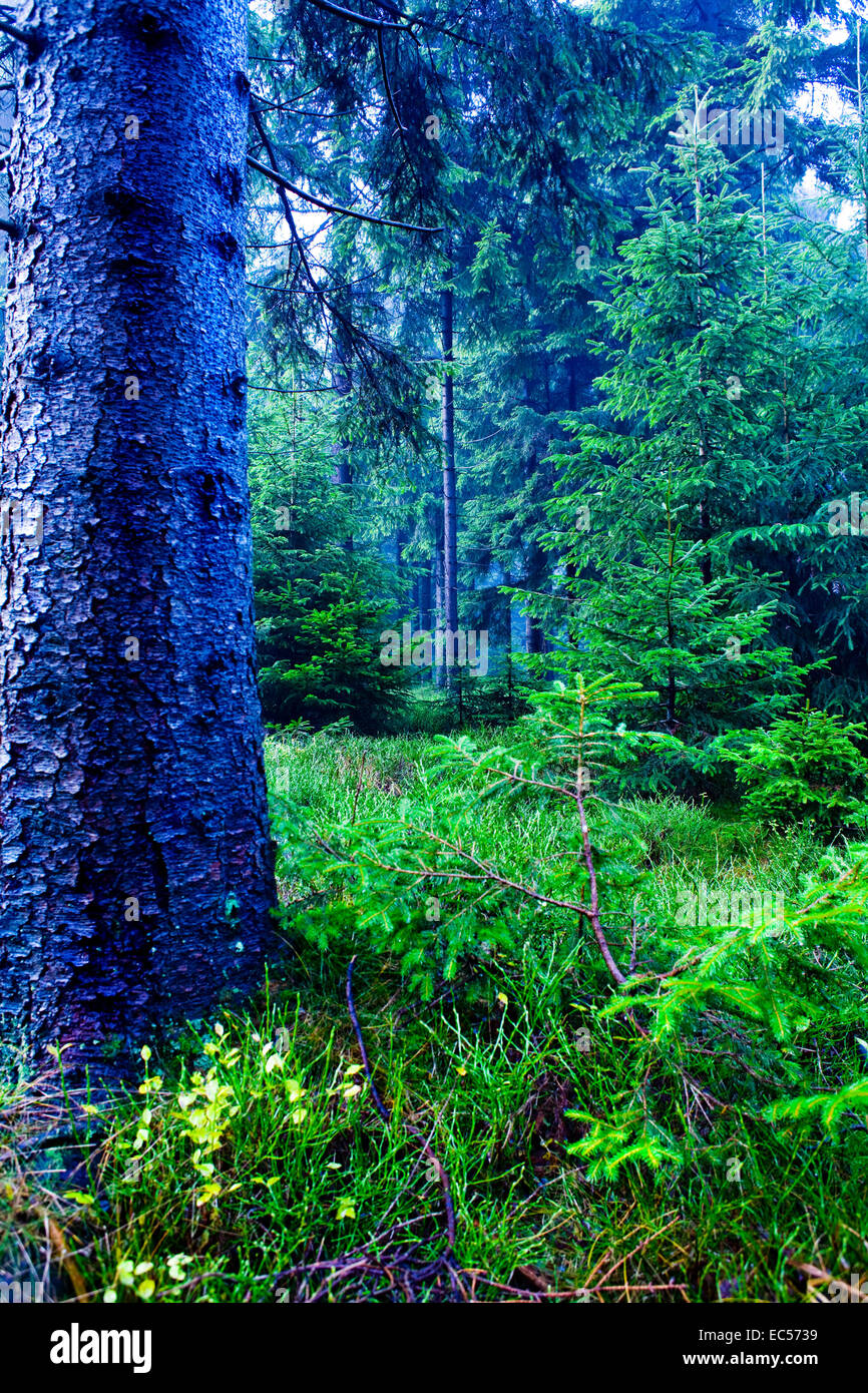 the autumn forest scene The foggy woods Stock Photo - Alamy