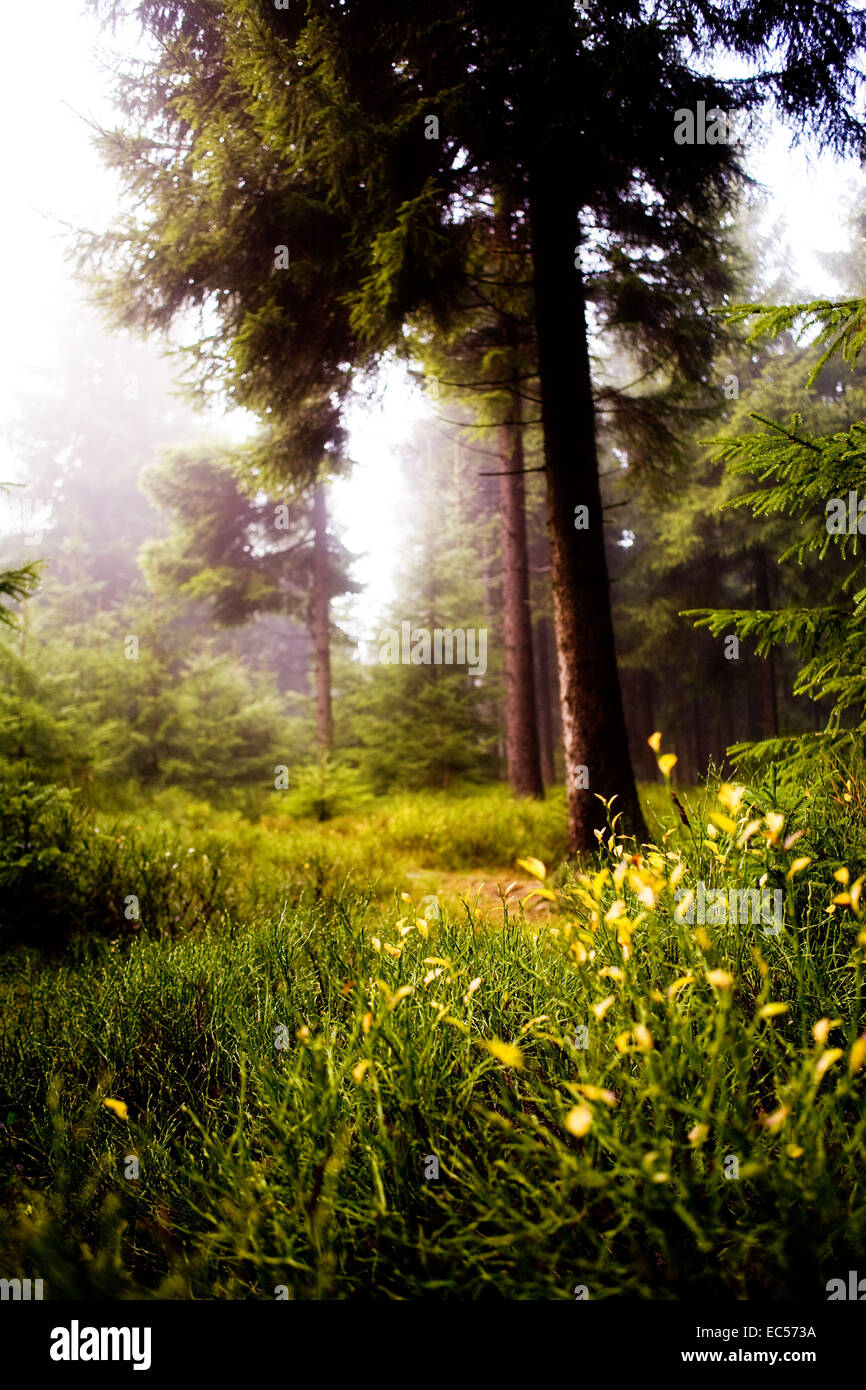 the autumn forest scene The foggy woods Stock Photo - Alamy