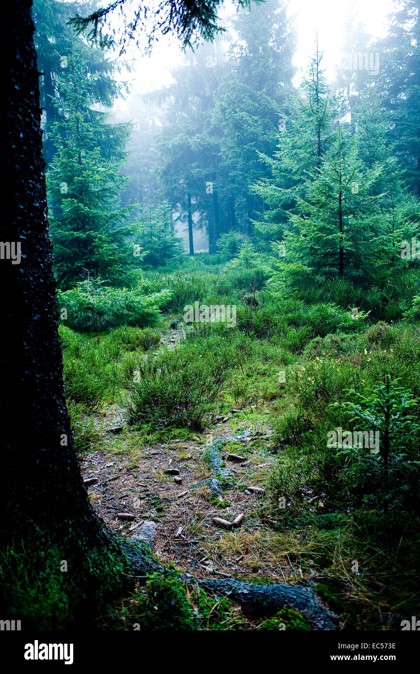 the autumn forest scene The foggy woods Stock Photo - Alamy