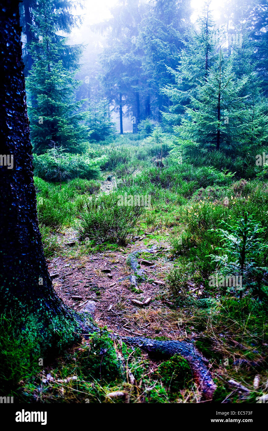 the autumn forest scene The foggy woods Stock Photo - Alamy