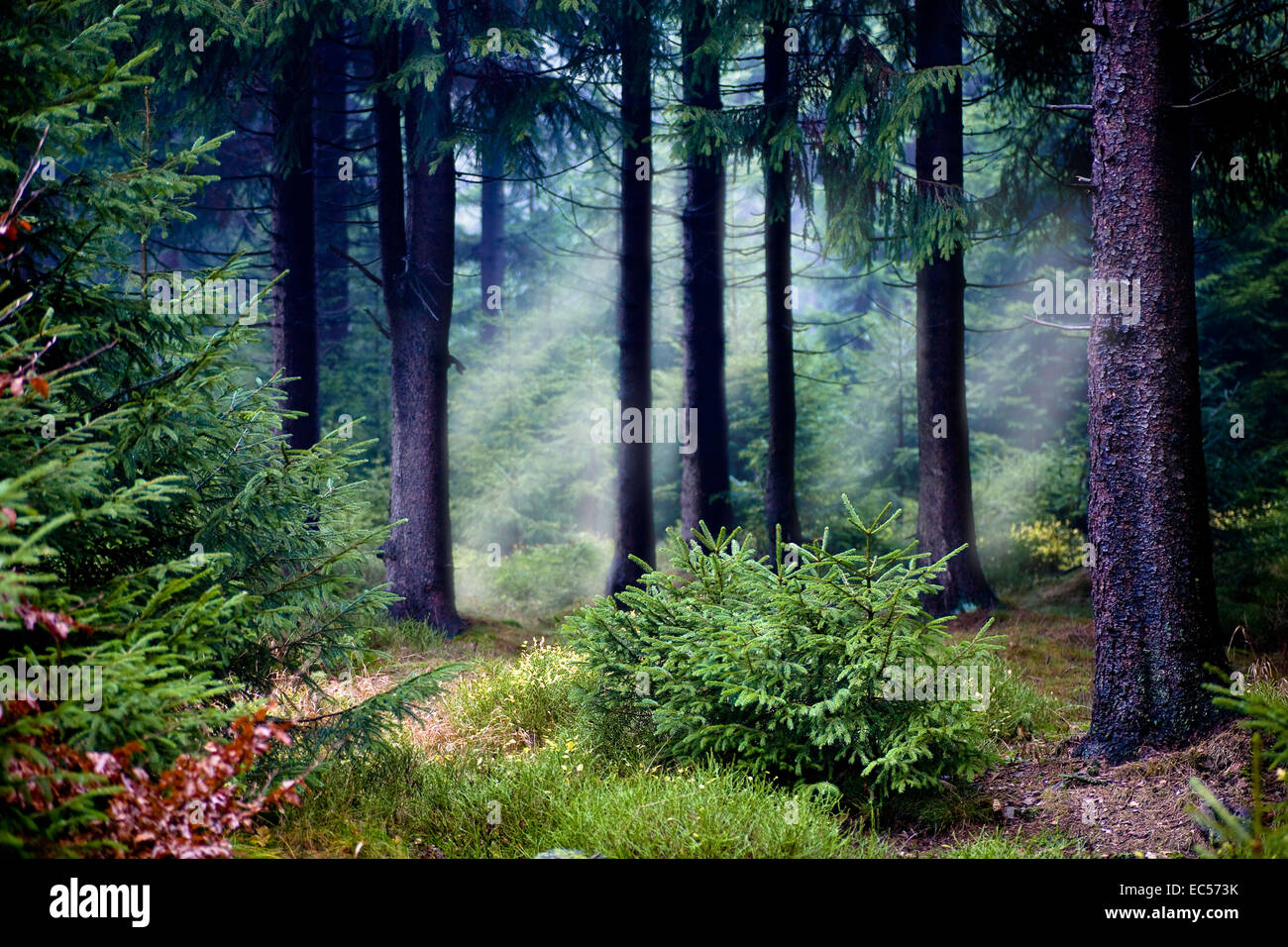 the autumn forest scene The foggy woods Stock Photo - Alamy