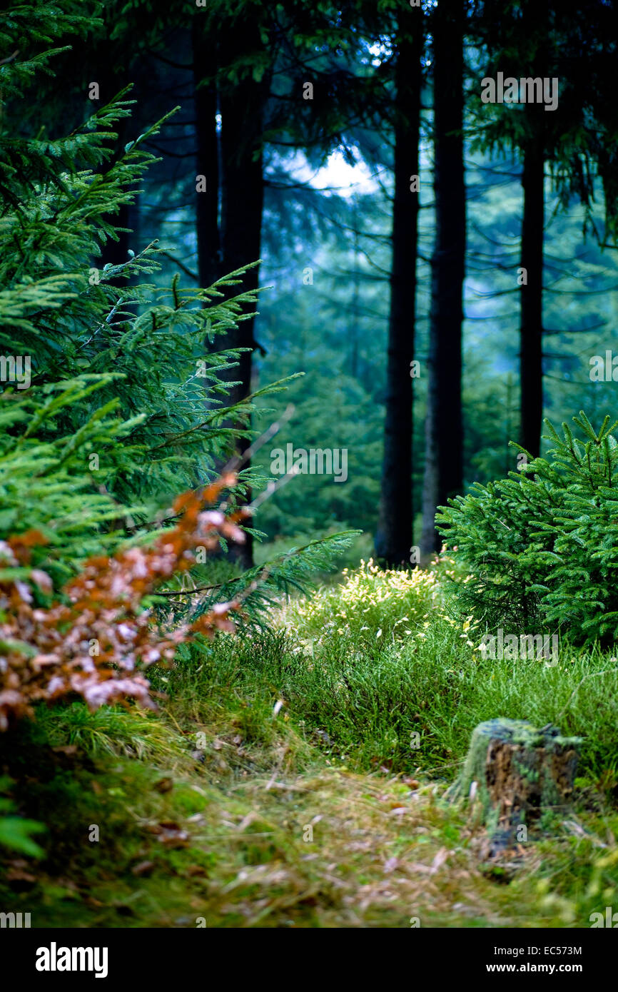 The autumn forest scene A walk in the woods Stock Photo - Alamy