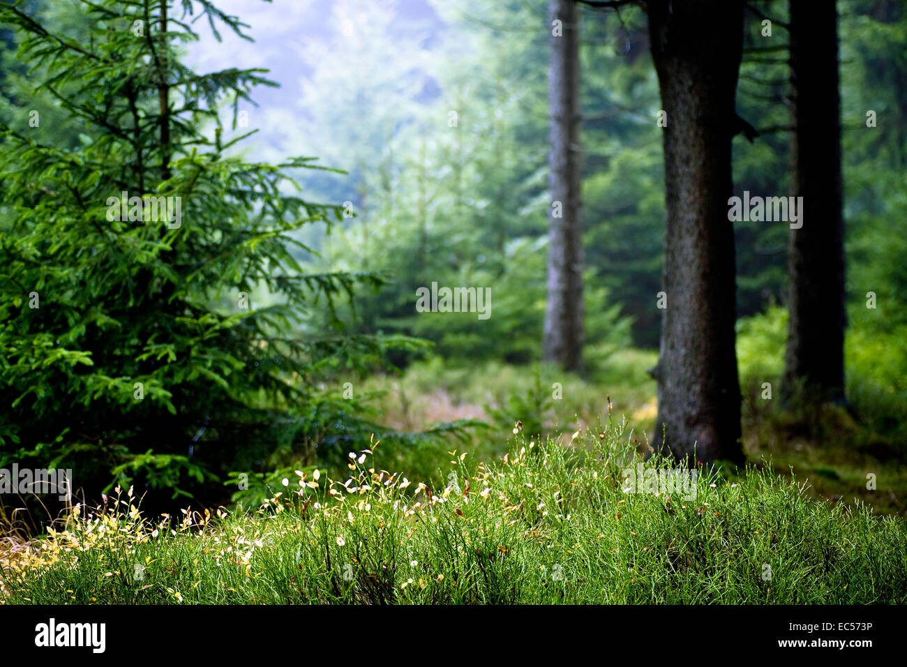 the autumn forest scene The foggy woods Stock Photo - Alamy
