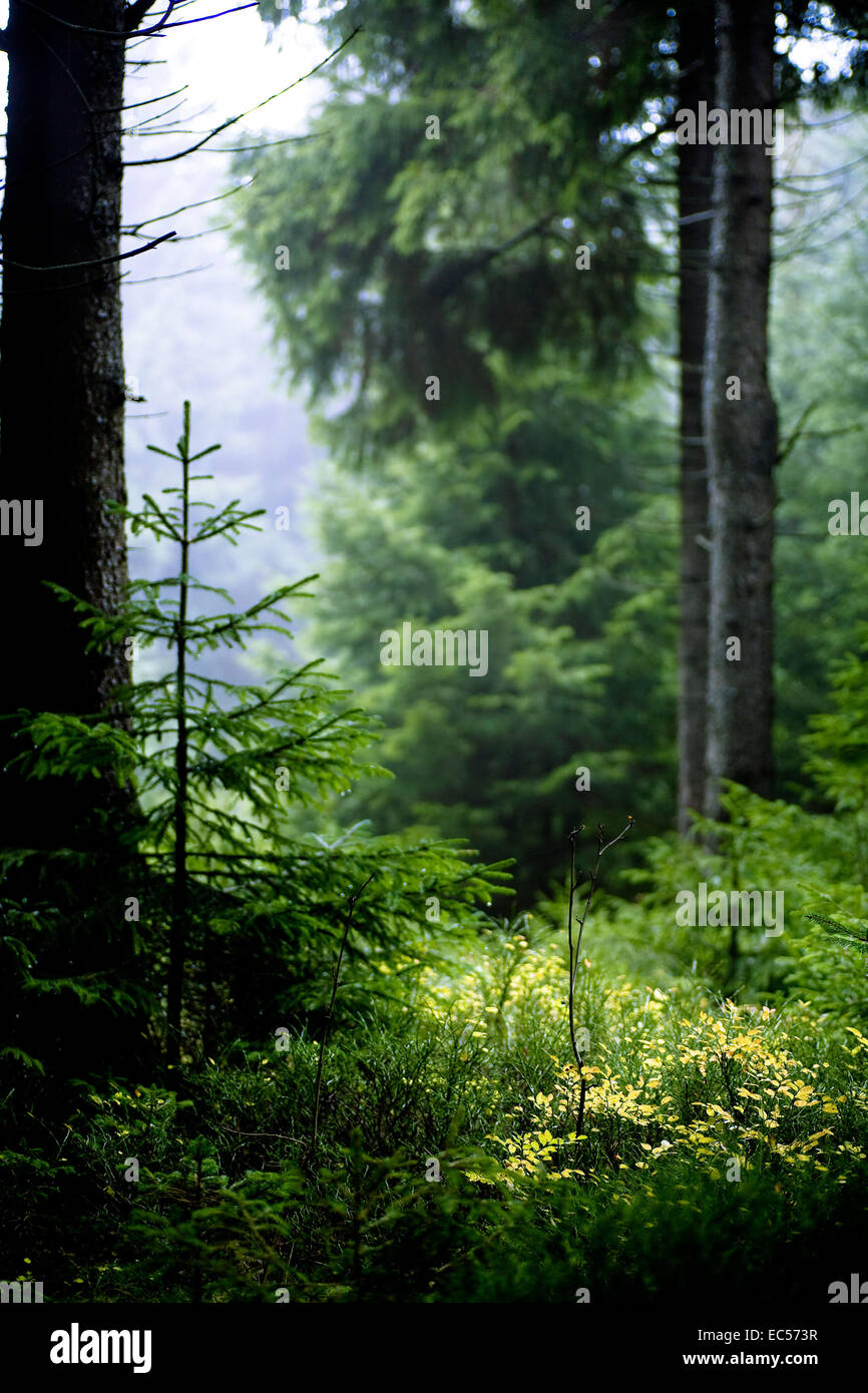 the autumn forest scene The foggy woods Stock Photo - Alamy