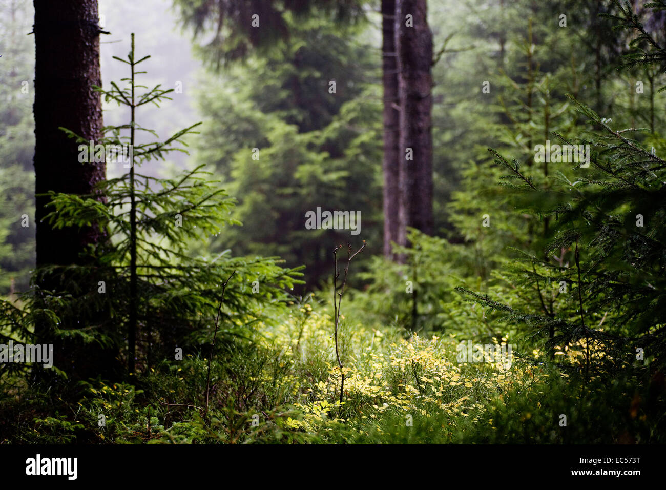 The autumn forest scene A walk in the woods Stock Photo - Alamy