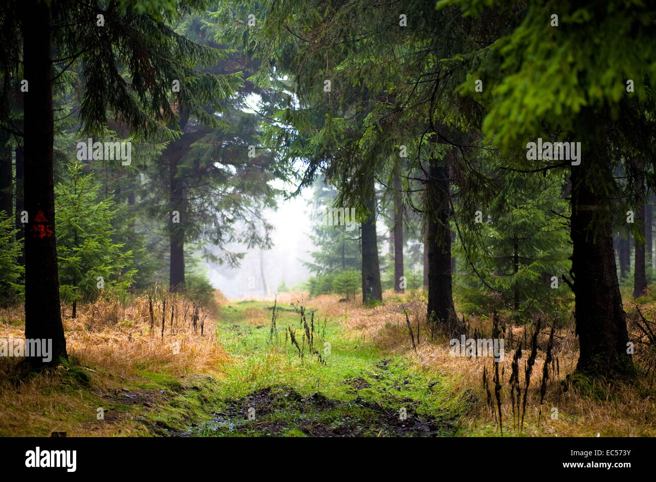 The autumn forest scene A walk in the woods Stock Photo - Alamy