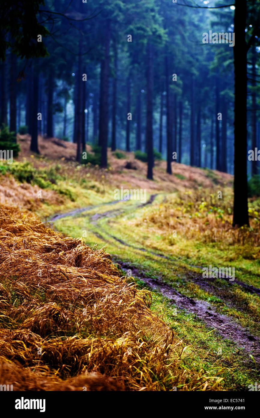the autumn forest scene The foggy woods Stock Photo - Alamy