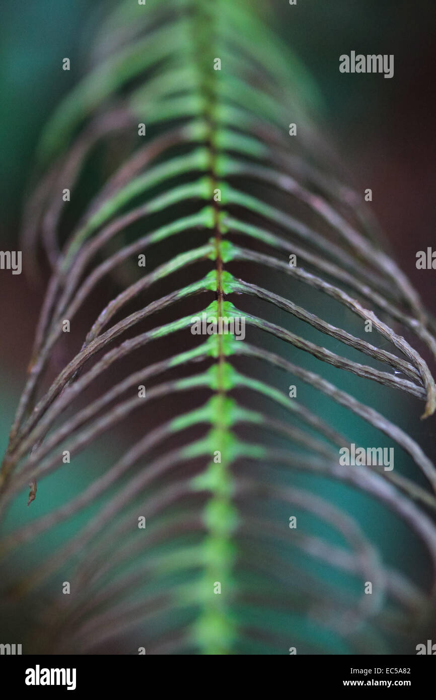Dying Fern, New Zealand Stock Photo Alamy