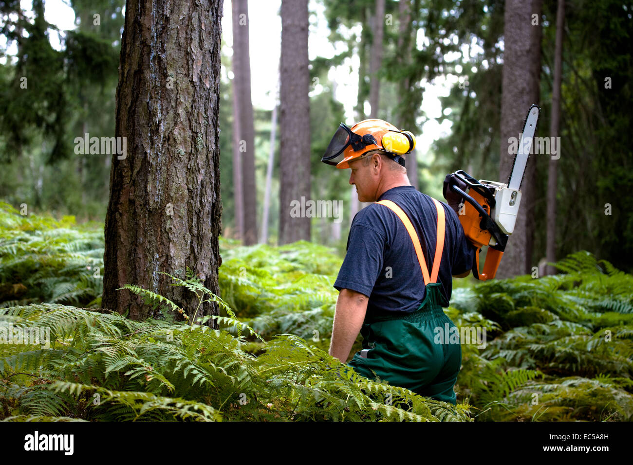 a woodcutter at work in the forest Stock Photo - Alamy