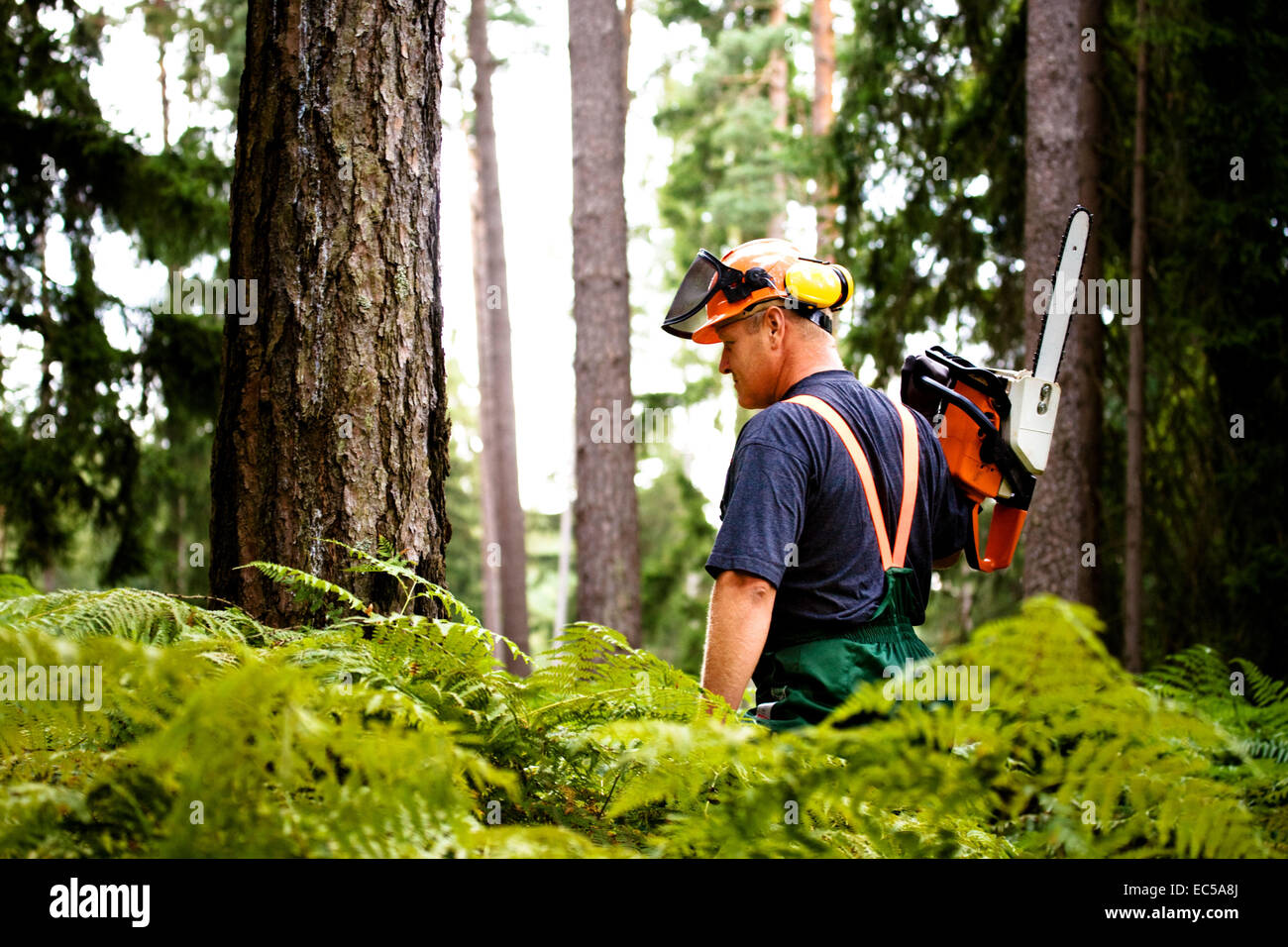 a woodcutter at work in the forest Stock Photo - Alamy