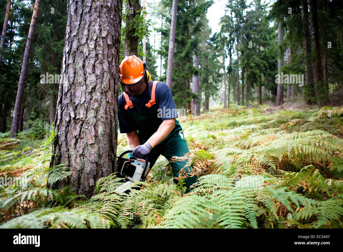 a woodcutter at work in the forest Stock Photo - Alamy