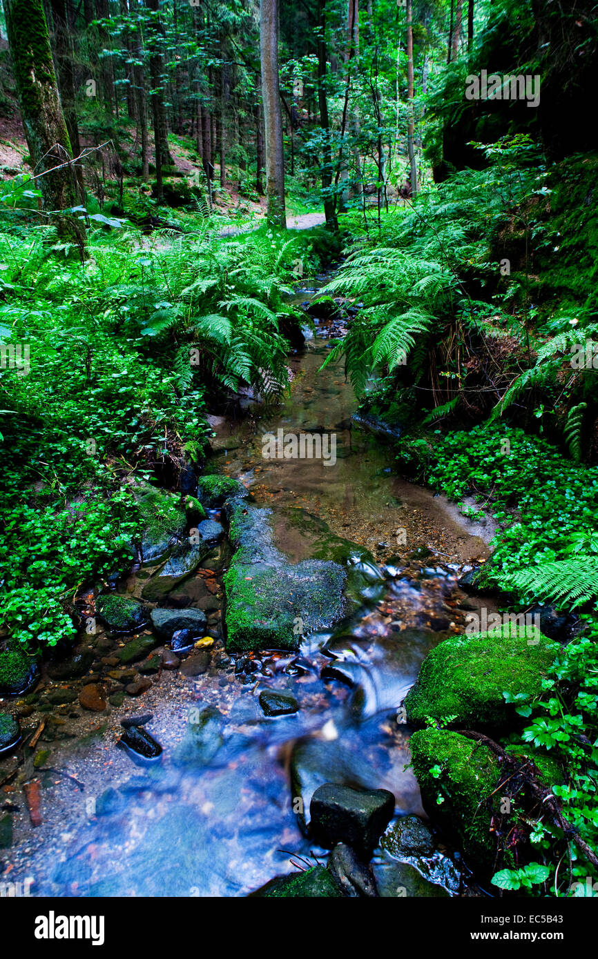 The Summer Forest Scene Little Creek In A Peaceful Wood Stock Photo Alamy