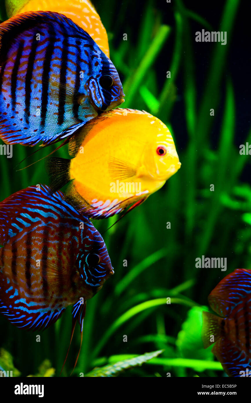 aquarium shot of a coral fish Discus fish Stock Photo