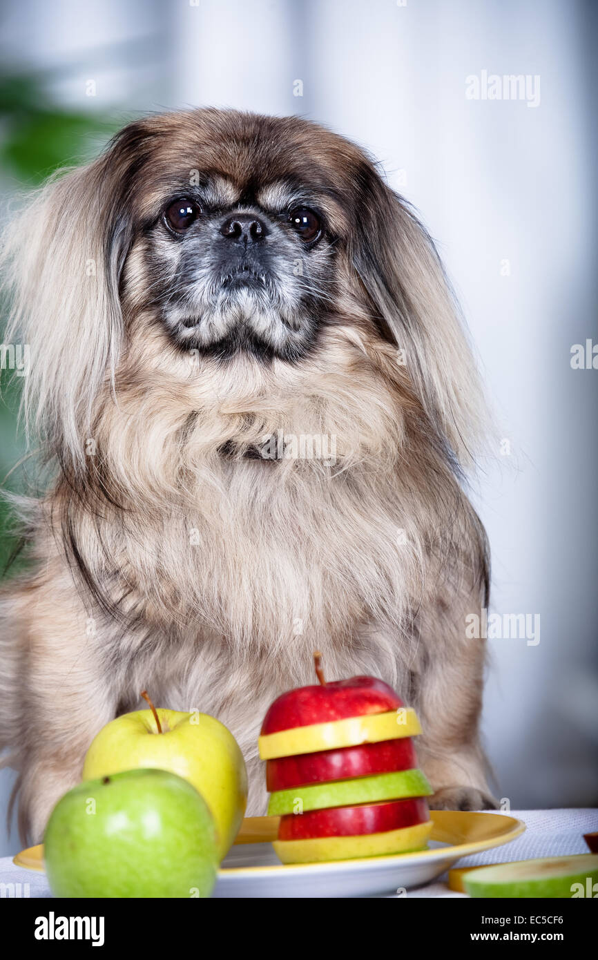 Purebred pekingese hires stock photography and images Alamy