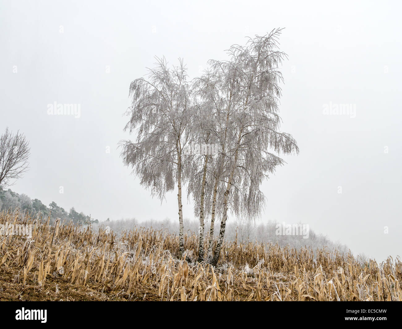 Birch trees growing in the middle of corn field covered with frost Stock Photo
