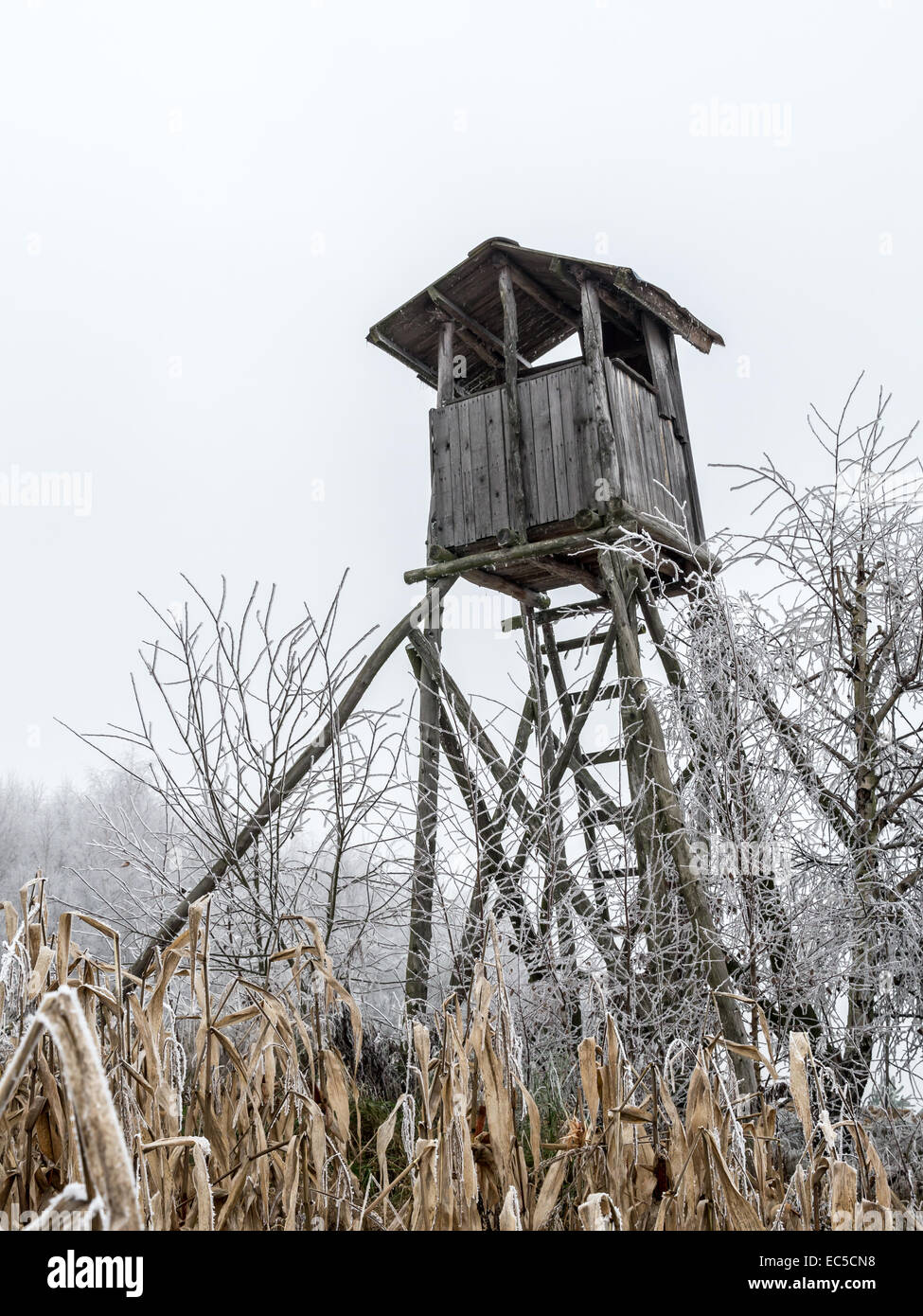 Wooden deer blind in the middle of the corn field Stock Photo