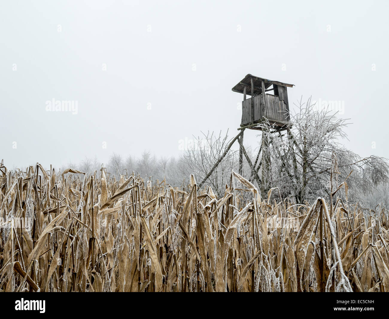Wooden deer blind in the middle of the corn field Stock Photo