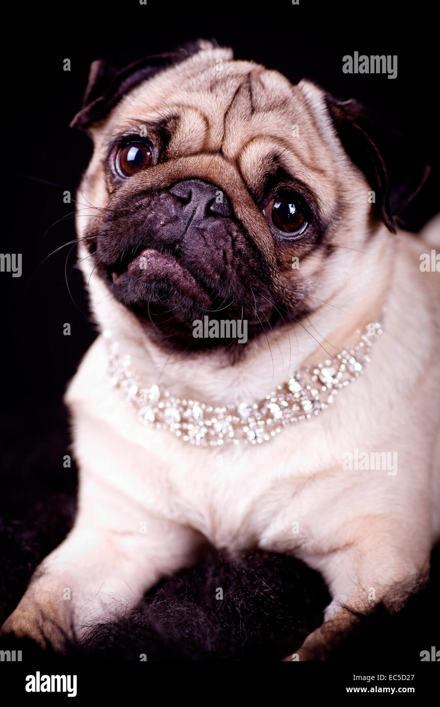 portrait of a pug dog with jewellery Stock Photo Alamy