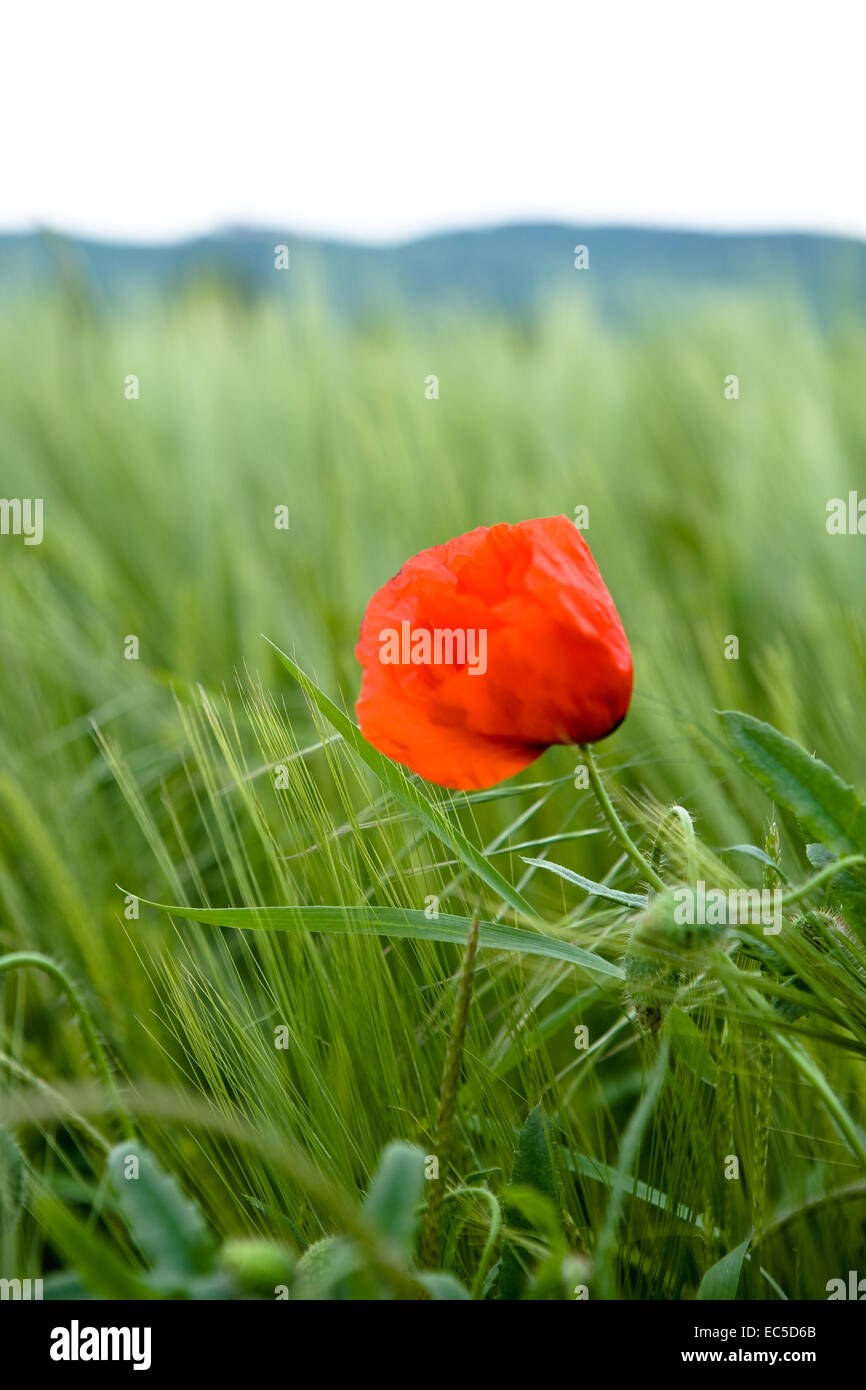 the red poppy flower in front of cornfield Stock Photo - Alamy