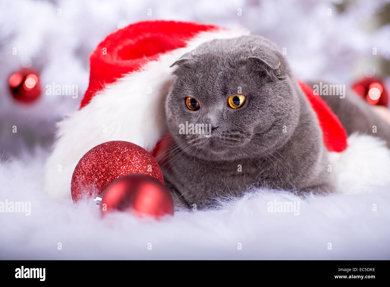 Portrait Of A Scottish Shorthair Cat At The Christmas Tree Stock