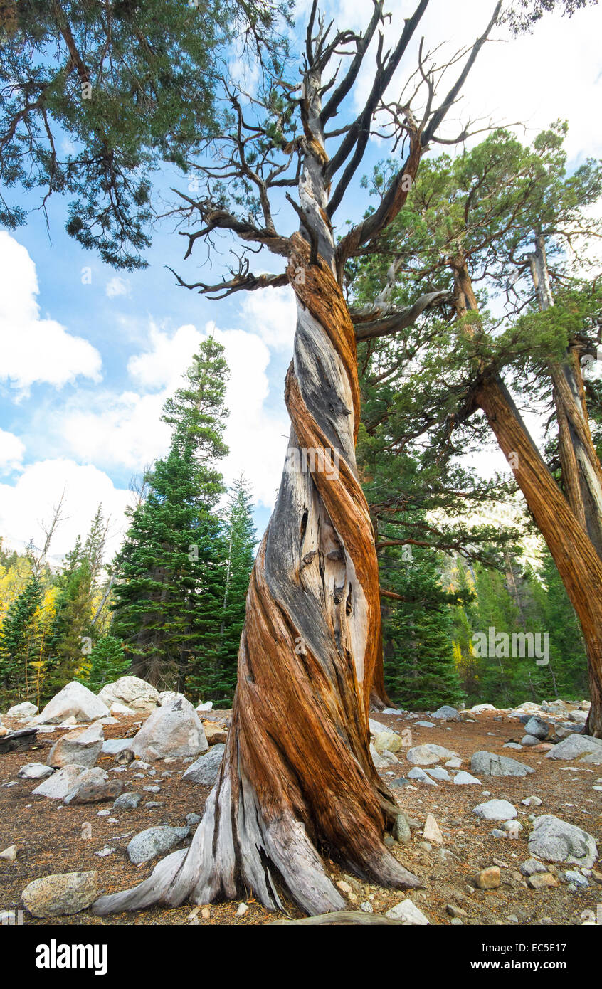 Twisted Juniper Tree, as if from a Dr. Seuss Book, King's Canyon, California, USA Stock Photo
