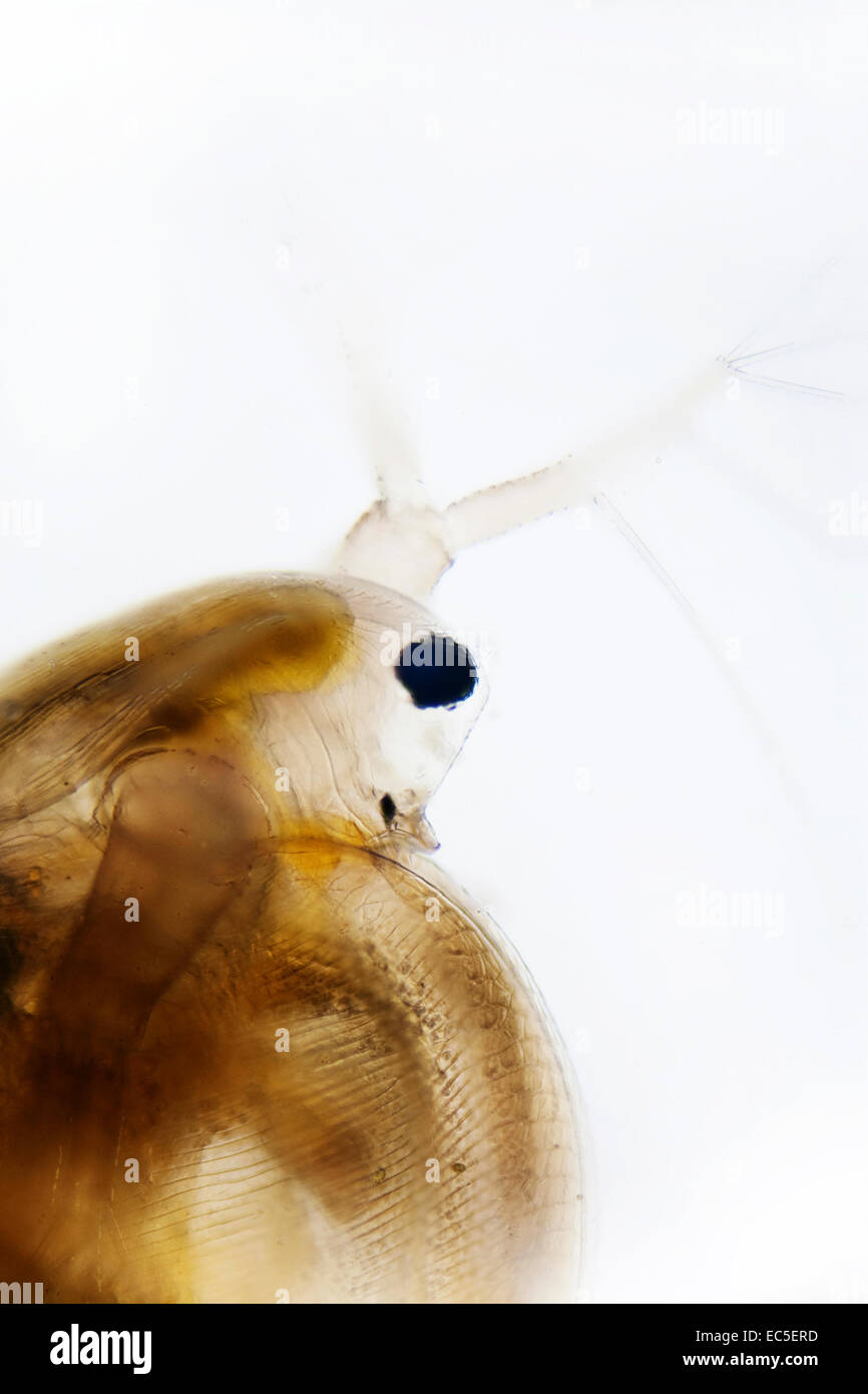 Microphoto of a water flea Stock Photo
