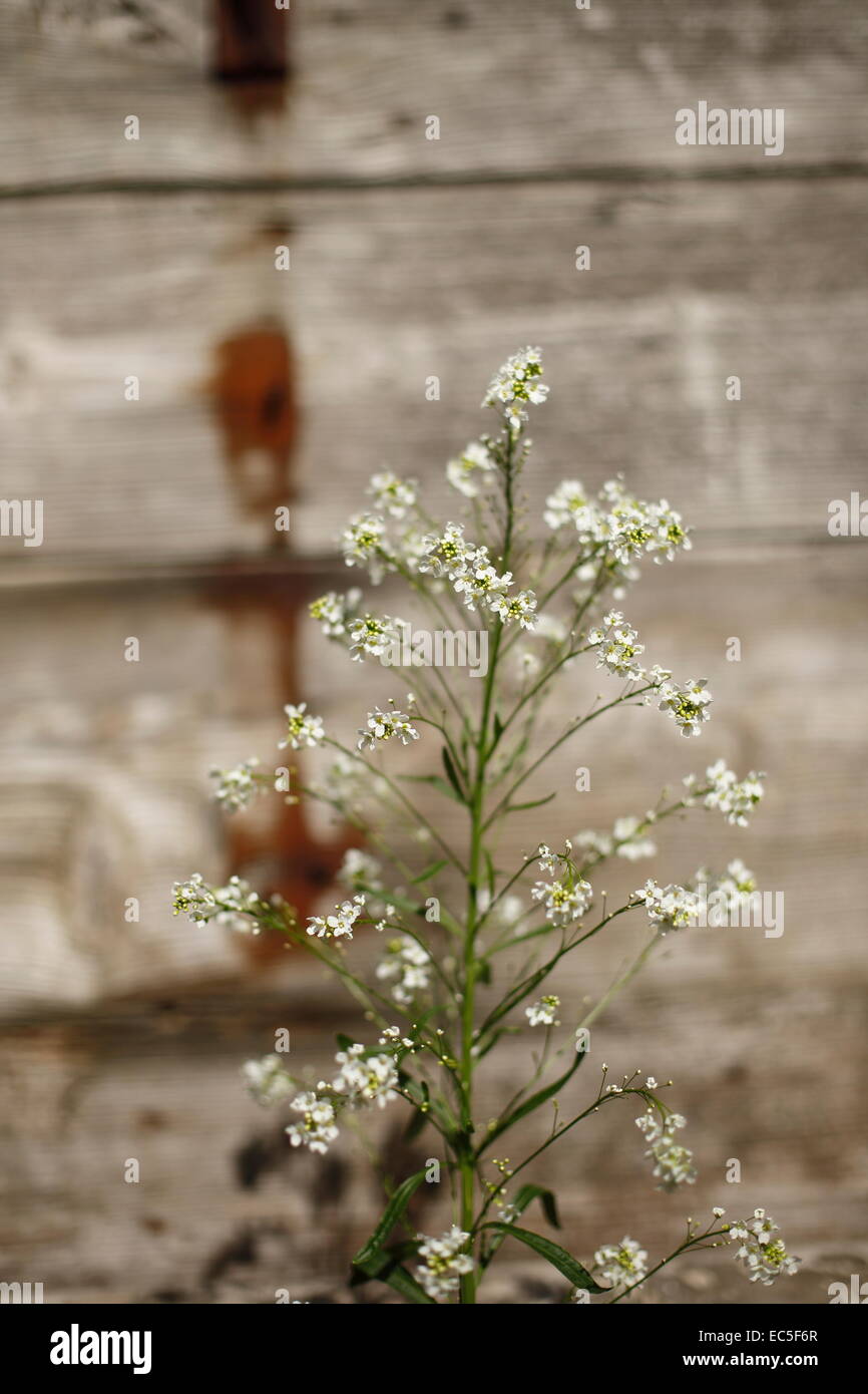 Flowers of horseradish, Armoracia rusticana Stock Photo Alamy