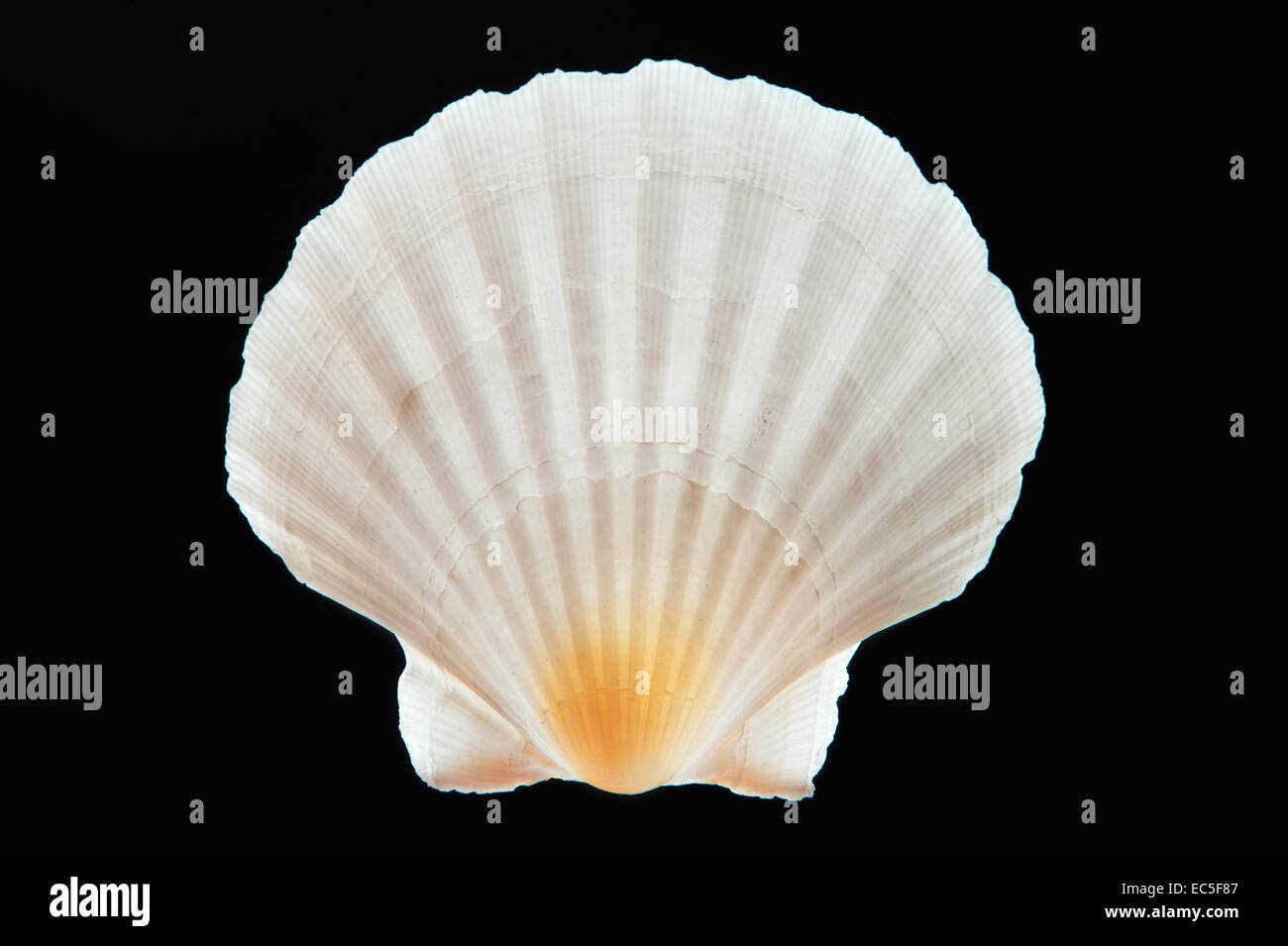 Shell in polarized light Stock Photo