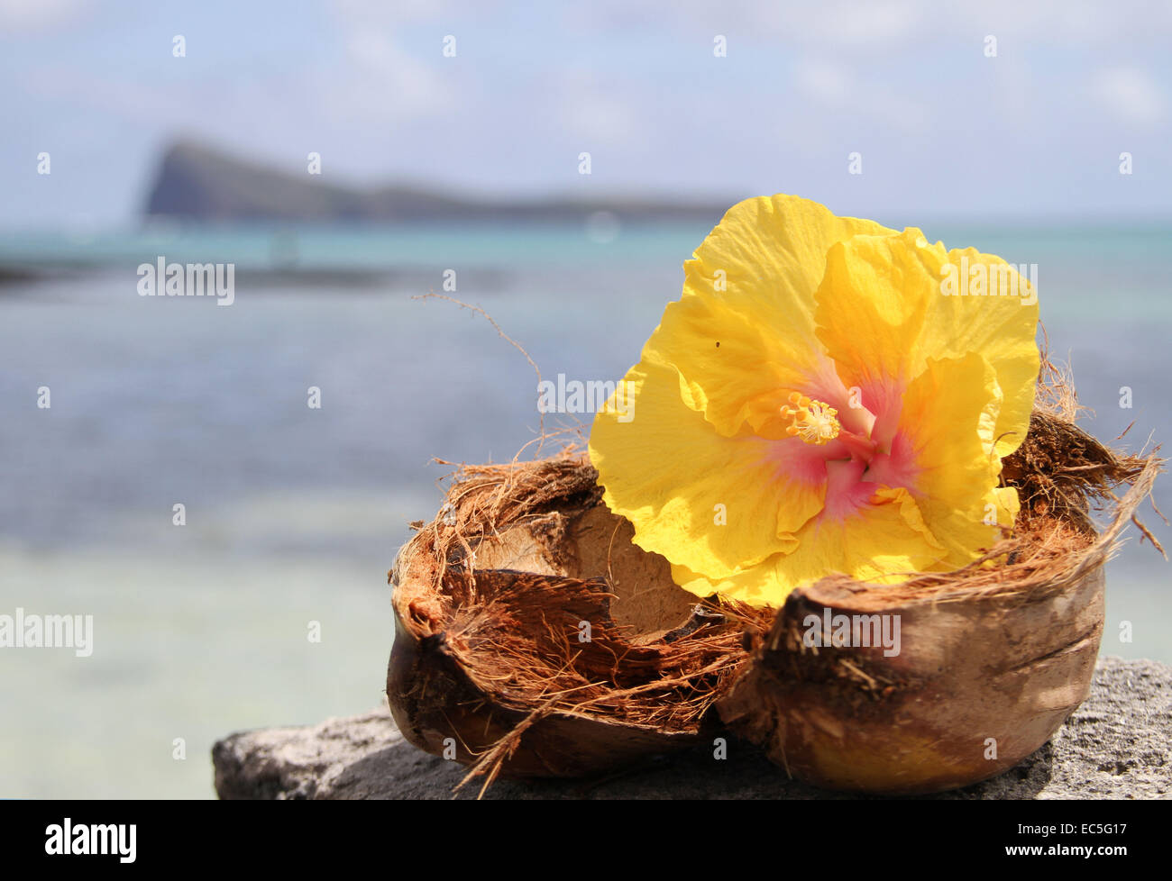 Hibiscus flower and coconut Stock Photo