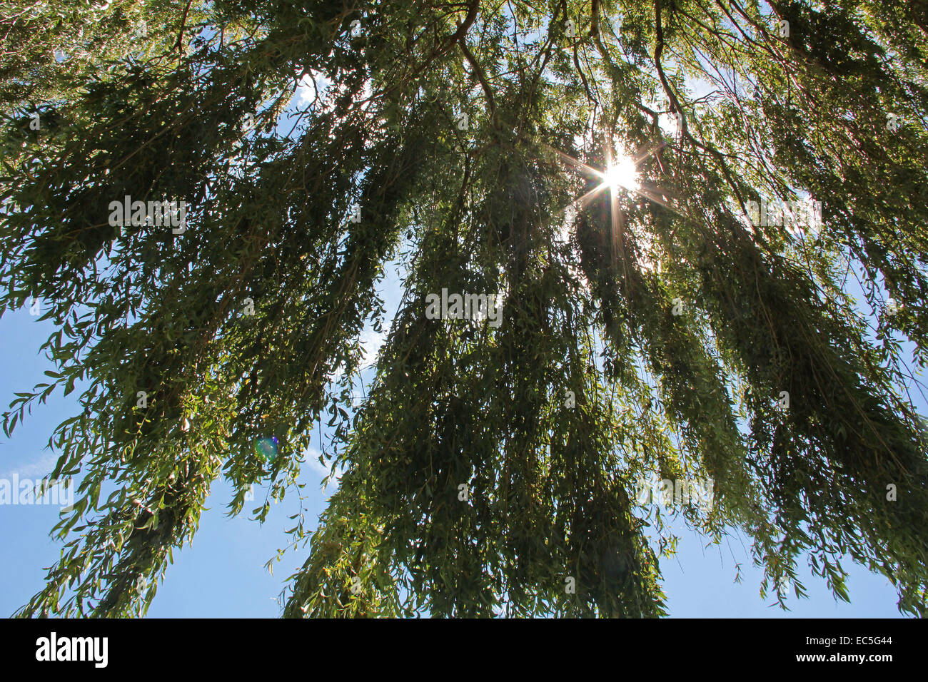 Weeping willow with sun rays Stock Photo