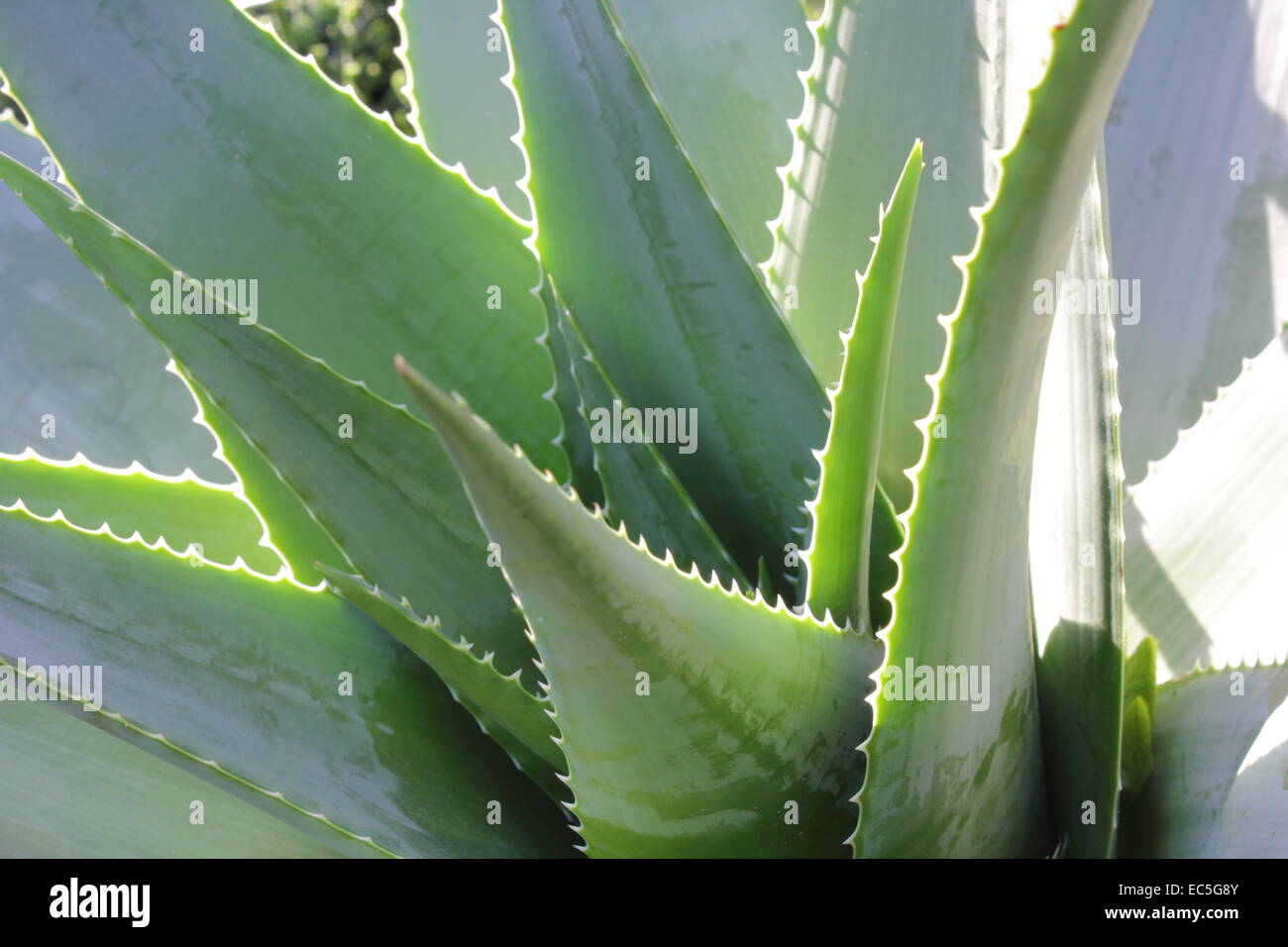 Agave diseases hires stock photography and images Alamy