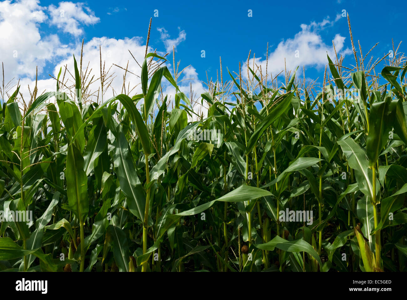 corn field in front of blue sky and white clouds Stock Photo - Alamy