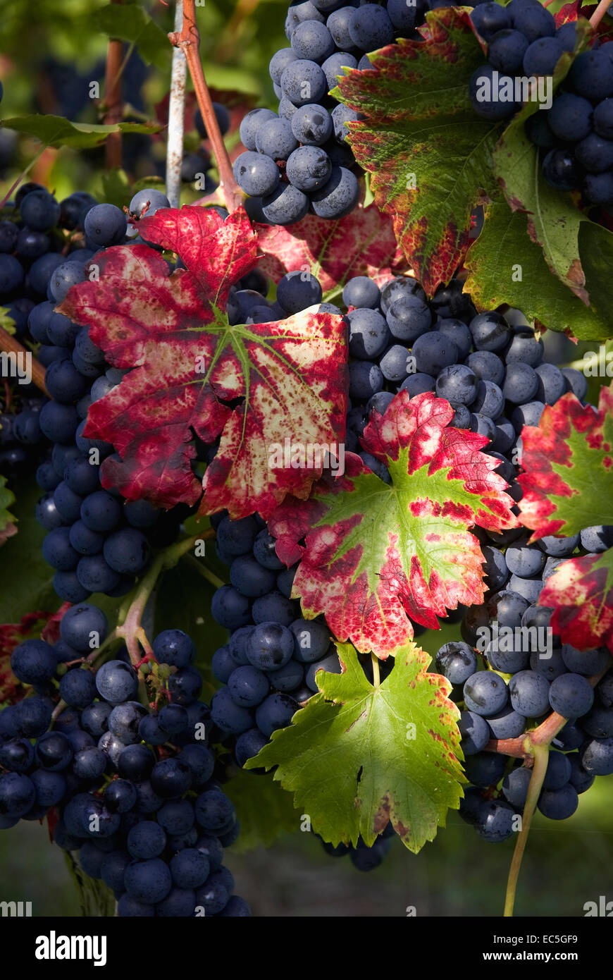 red grapes with autumnally colored grape leaves Stock Photo