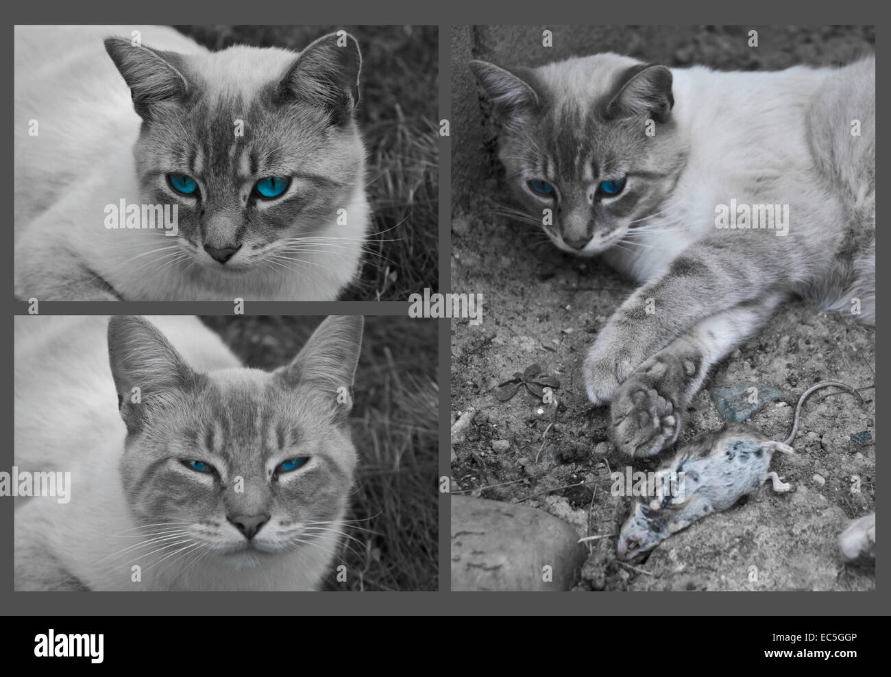 Three photographs of a cat assembled in a collage Stock Photo