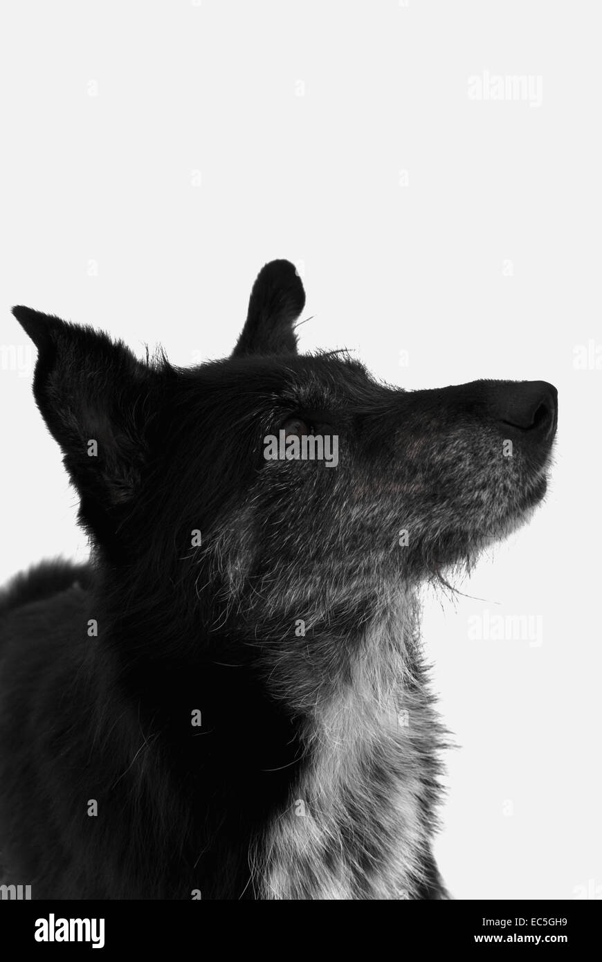 crossbreed dog in front of a white background Stock Photo - Alamy