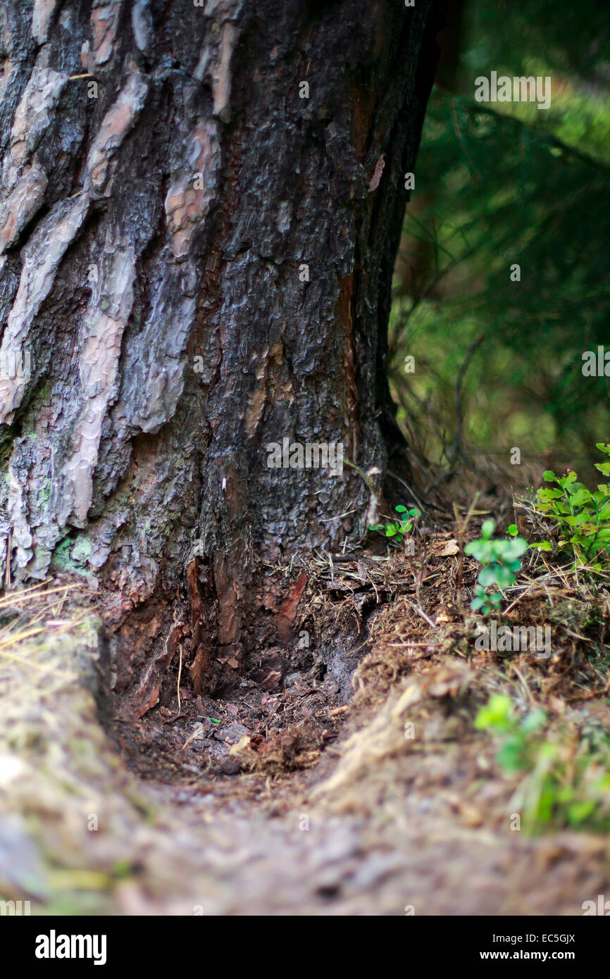 Rabbits bearing on a pine tree Stock Photo Alamy