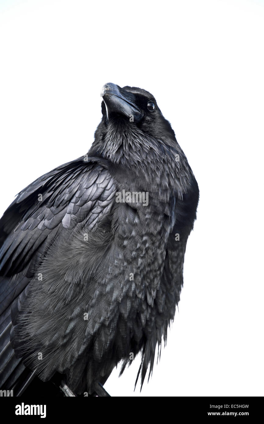 The ravens hi-res stock photography and images - Alamy