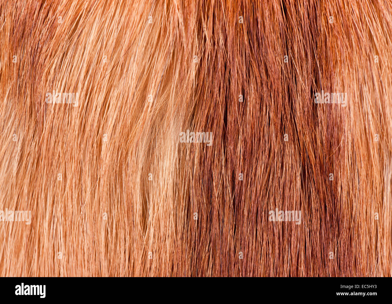 Red fox fur coat texture cloth abstract Stock Photo